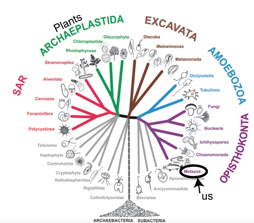 Adl et al 2012 tree modified