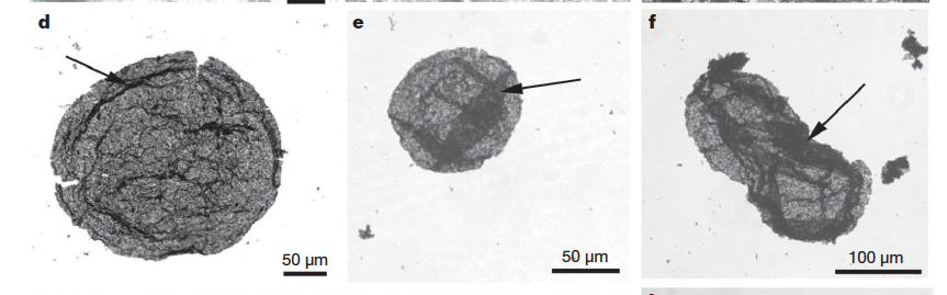 fig-6-archean-euks-javaux-et-al-2010