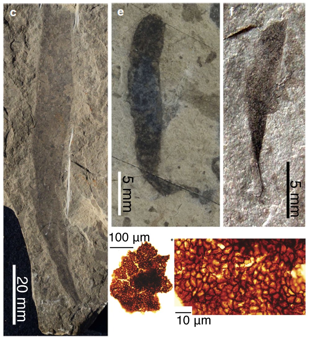 fig-9-macrofossils-from-zhu