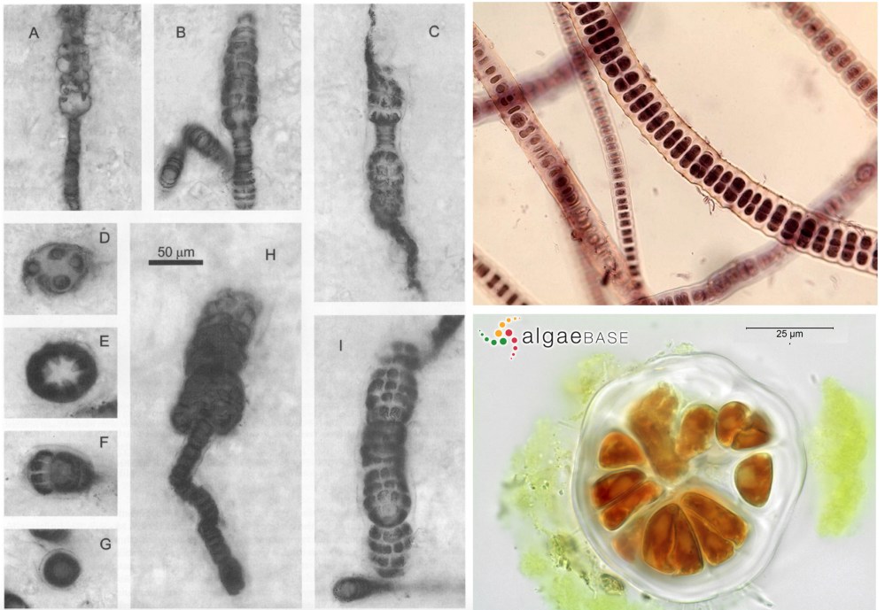 figure10-bangiomorpha-and-bangia