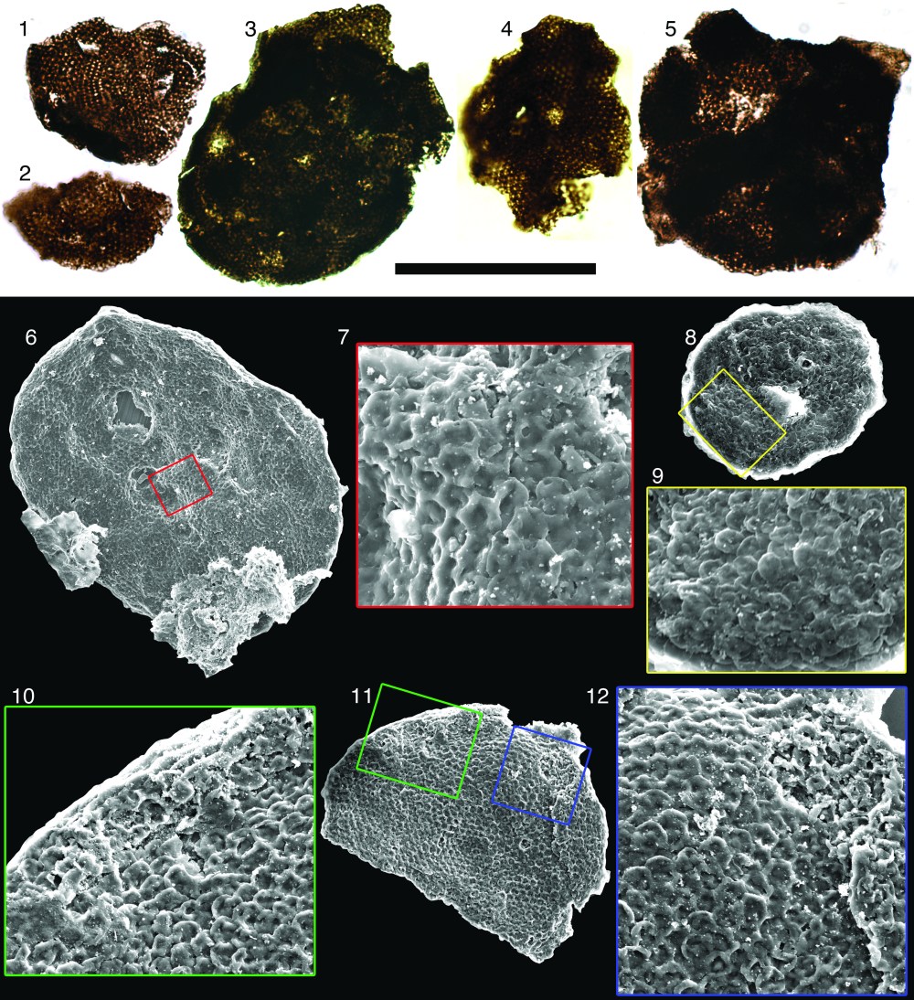 after-revisions-c-revelata-fig-8