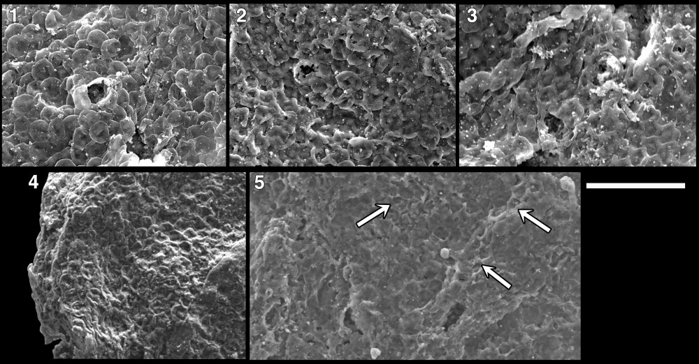 after-revisions-c-revelata-taphfig3